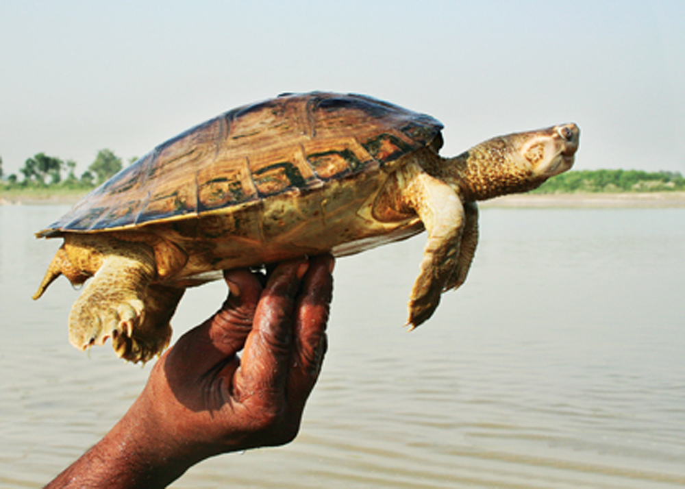 Fresh Water Turtles of the Ganga